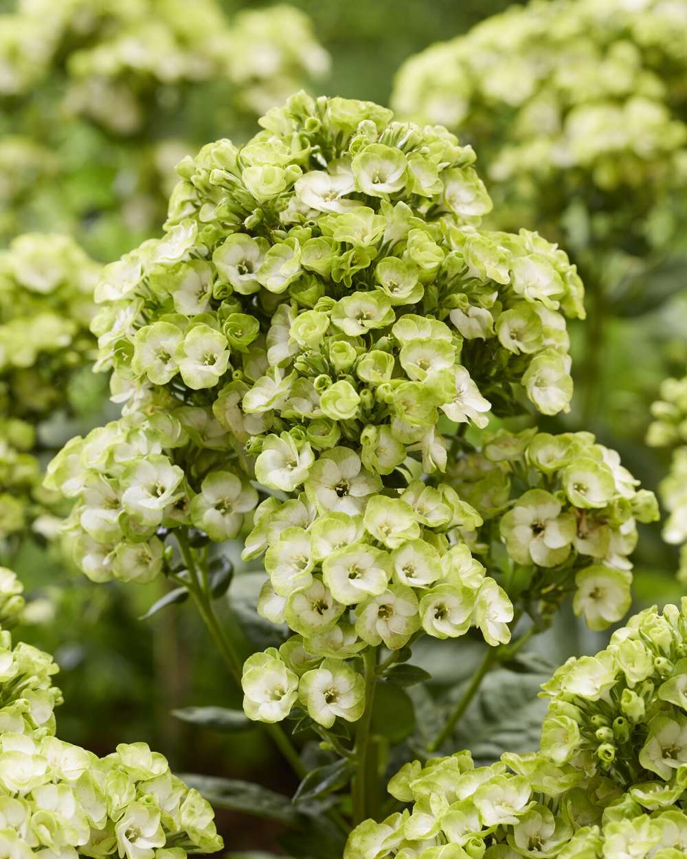 Høstfloks 'Orchid green'